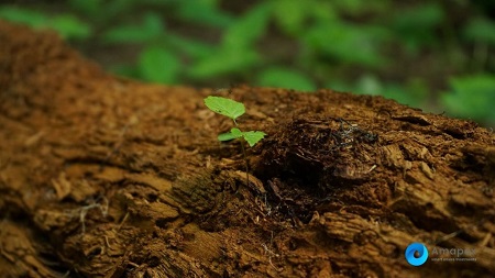 Biorremediación de suelos contaminados por hidrocarburos